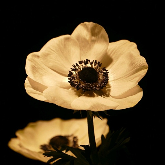 Profile Picture of Joyce Tulloch (@ann613) on Poshmark