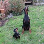 Profile Picture of Mark Wynne (@mansbestfriendformby) on Instagram