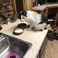Profile Picture of Kelly Hackman (@kelly-hackman-4) on Quora
