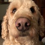 Profile Picture of Lisa Boyles (@blueandgoldendoodle) on Instagram