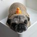 Profile Picture of Alice Grubbs (@agrubbpug) on Pinterest