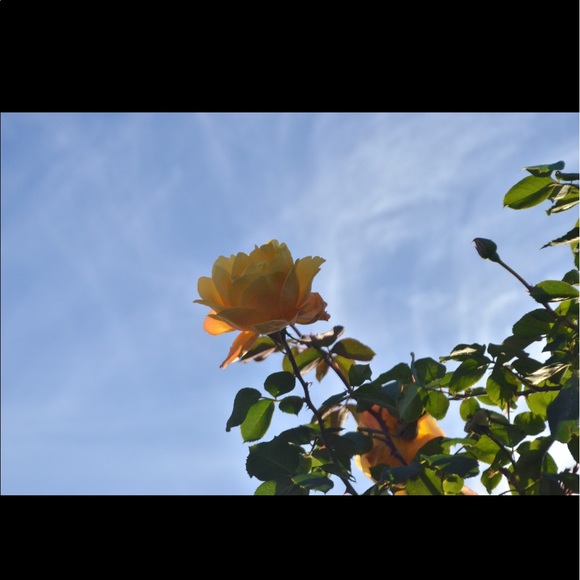 Profile Picture of Kate Ramsey (@k_rams2) on Poshmark