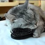 Profile Picture of Roberto Lachance (@viki.bamba.9) on Facebook