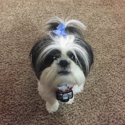 Profile Picture of Miriam Wagner (@miriamwagn3r) on Twitter