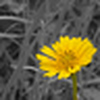 Profile Picture of Hesham Beksawy Mahmoud (@Hesham Beksawy Mahmoud) on Flickr