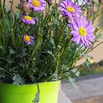 Profile Picture of Ana Maria Tiznado (@amantiiz) on Instagram