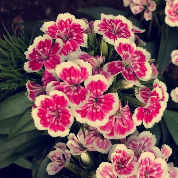 Profile Picture of Alyssa Mydock (@alyssamydock16) on Poshmark