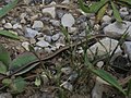 Profile Picture of Ablepharus budakion Wikipedia