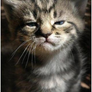 Profile Picture of Sascha Johnson (@sascha.johnson.9) on Facebook