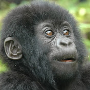 Profile Picture of Ed Greaney (@retiredwebguy) on Youtube