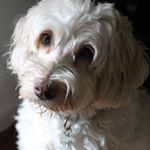 Profile Picture of Kerry❤ (@kerrythegoldendoodle) on Instagram