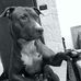 Profile Picture of Tony Di Natale (@tony.dinatale.503) on Facebook