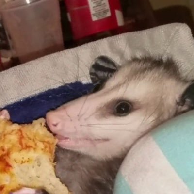 Profile Picture of Catherine Proulx (@proulxc2021) on Twitter