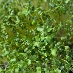 Profile Picture of Erica Whipkey (@firststatemicrogreens) on Instagram