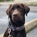 Profile Picture of Corey Stenberg (@thefriggenberg) on Instagram