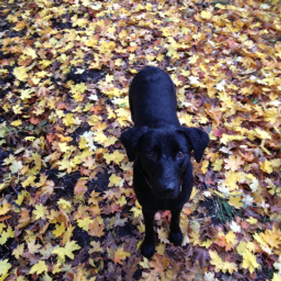 Profile Picture of William Chandler (@Bi11Chandler) on Twitter