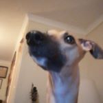 Profile Picture of Carol Parkinson (@groomsvillewhippets) on Instagram