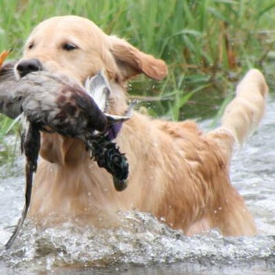 Profile Picture of Pat Swallows (@PatSwallows) on Twitter