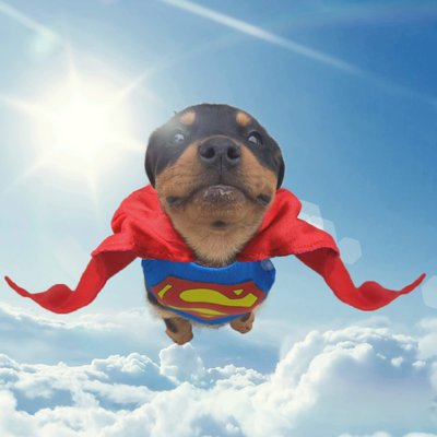 Profile Picture of Jojin Kang (@0Jojin) on Twitter