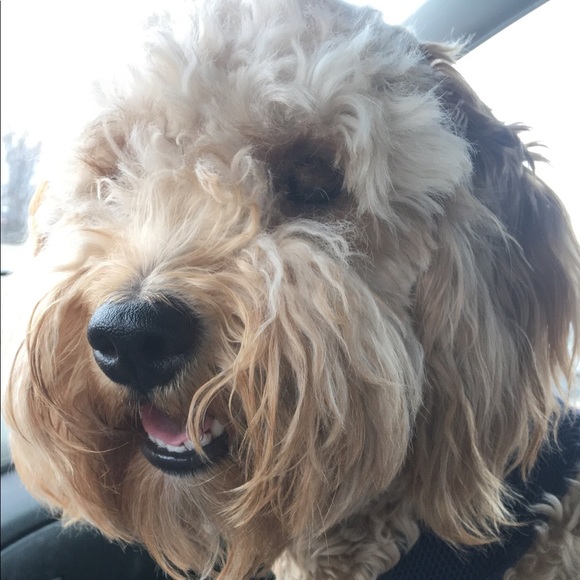 Profile Picture of Kelli Yingling (@kelying) on Poshmark