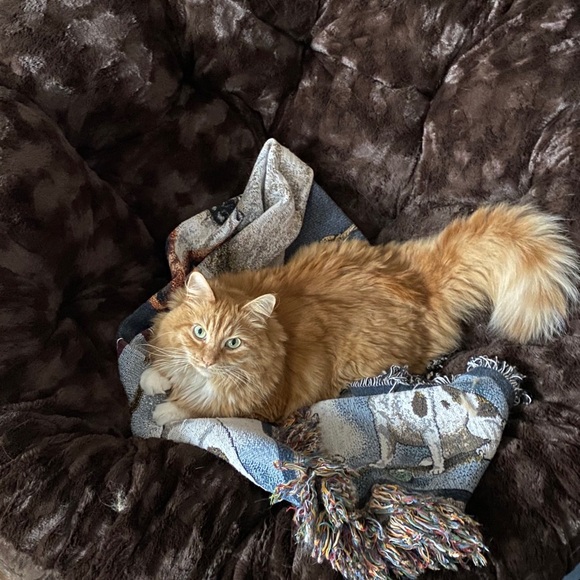 Profile Picture of Jackie Kuca (@kucaj) on Poshmark