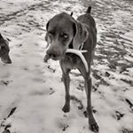 Profile Picture of Dennis Mellencamp (@dennismellencamp) on Instagram