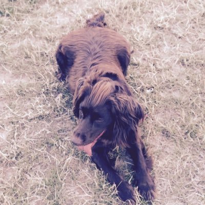 Profile Picture of Stephen Rumbelow (@RumbelowStephen) on Twitter