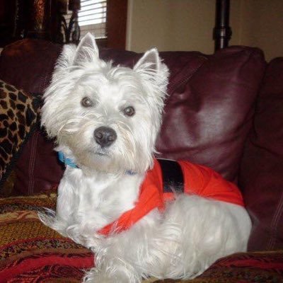 Profile Picture of Robert Rosales (@RobertRosales10) on Twitter