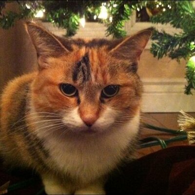 Profile Picture of Eva Wiercinski (@eva7vince) on Twitter
