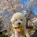 Profile Picture of 🐶꼬미🐶 (@kimcrystal_kkomi) on Instagram