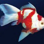 Profile Picture of Peces Ornamentales Cali Valle (@pecesbrian) on Instagram