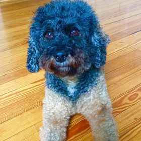 Profile Picture of Alex Cuervo (@brooklyncrow) on Pinterest