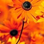 Profile Picture of Sarah Bratcher (@sarah.bratcher.50) on Instagram