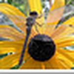 Profile Picture of Ray Wong (@Raye2008) on Flickr