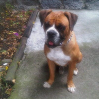 Profile Picture of Adrian Bastida (@adrianbastida) on Twitter