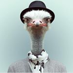 Profile Picture of I Am Thomas (@the.realest.ostrich) on Instagram