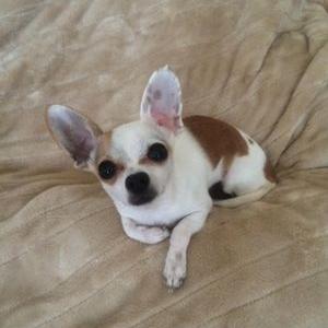 Profile Picture of Loren Griffith (@karifielder) on Twitter