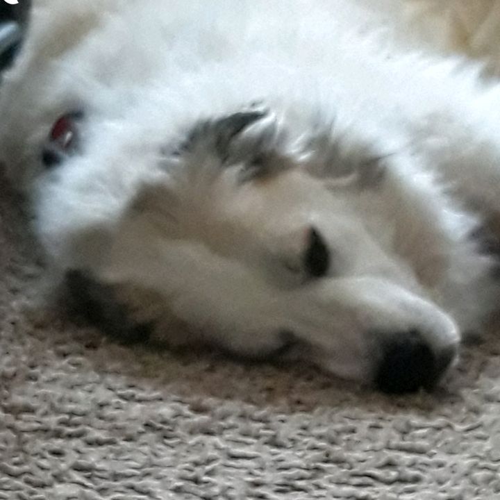 Profile Picture of Amanda Coursey (@amandacoursey0) on Tiktok