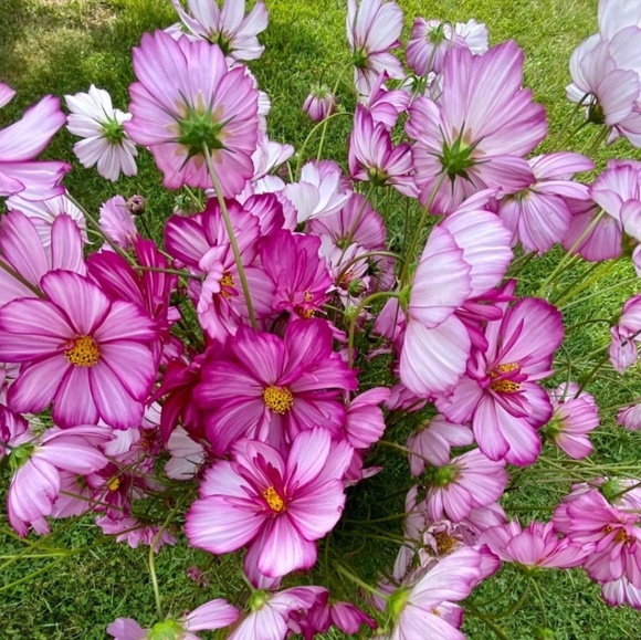 Profile Picture of Jill Recknagel (@johr526) on Poshmark