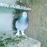 Profile Picture of mert ceroglu (@mertaliceroglu022) on Instagram