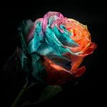 Profile Picture of Daniel C. Rogers (@danielrogers130) on Instagram