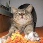 Profile Picture of Paula Santangelo (@pdsantangelo) on Instagram