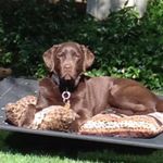 Profile Picture of Tanya Michelle Pather (@benandlevismom) on Instagram