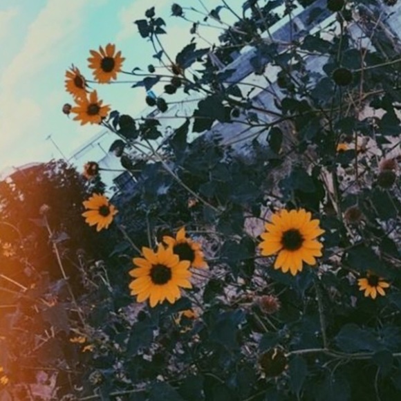 Profile Picture of Lisa Gillespie (@lisacgillespie) on Poshmark