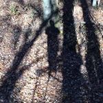 Profile Picture of Carol Spicuzza (@carolspicuzza) on Instagram