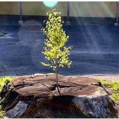 Profile Picture of sigifredo g. (@sigifredogarcia62) on Tiktok