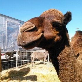 Profile Picture of Victor Rayburn (@handybeaverman) on Pinterest