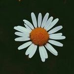 Profile Picture of Ariel Ralph-Farrell (@arielralphfarrell) on Instagram