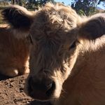 Profile Picture of Sean Gibbon (@sean.gibbon) on Instagram