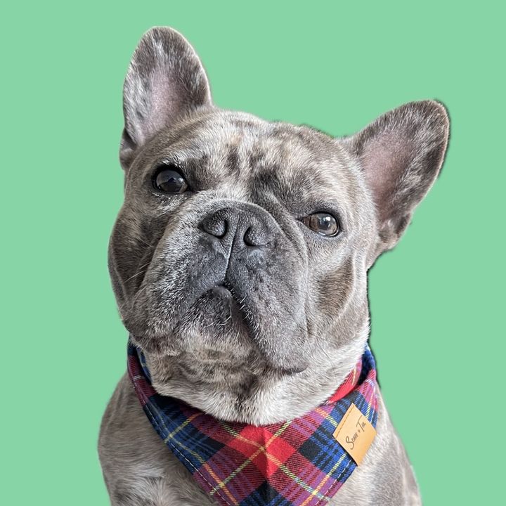 Profile Picture of LEO (@leothefrrenchie) on Tiktok